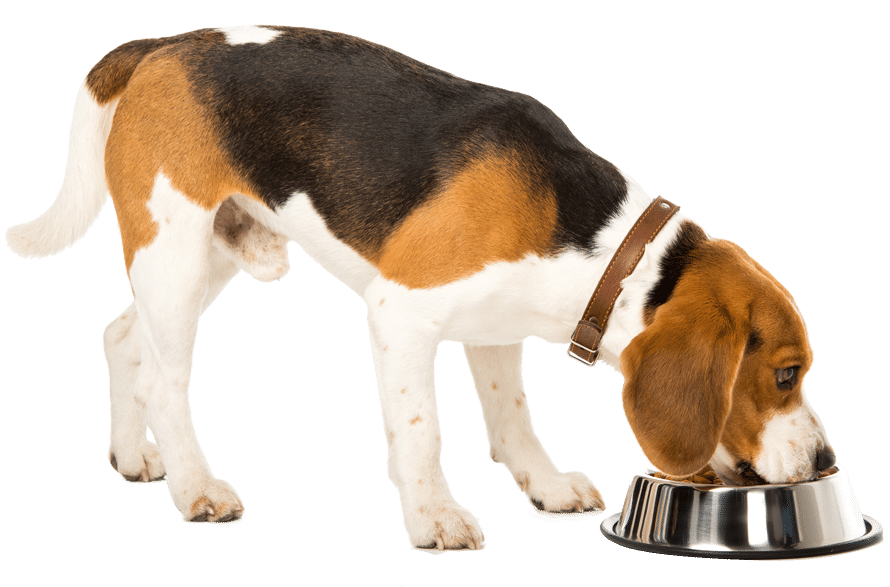 A beagle eating from a bowl