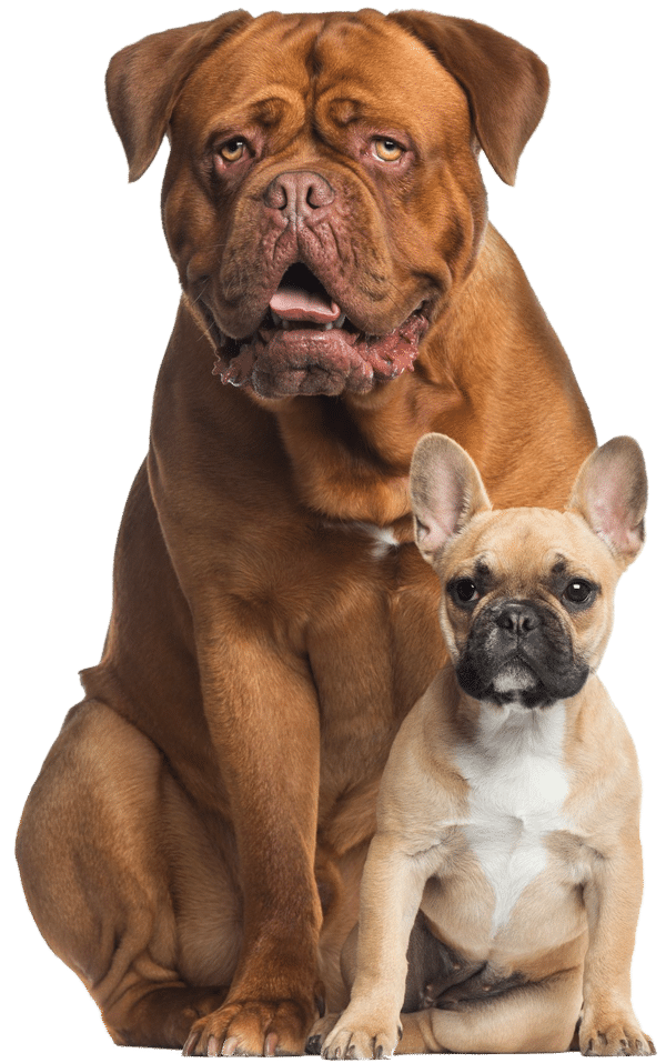 A large red dog and small tan french bulldog