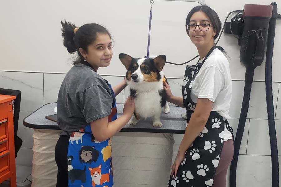 Two women drying a corgi