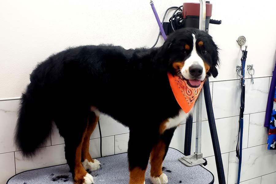 A fluffy dog after being washed.