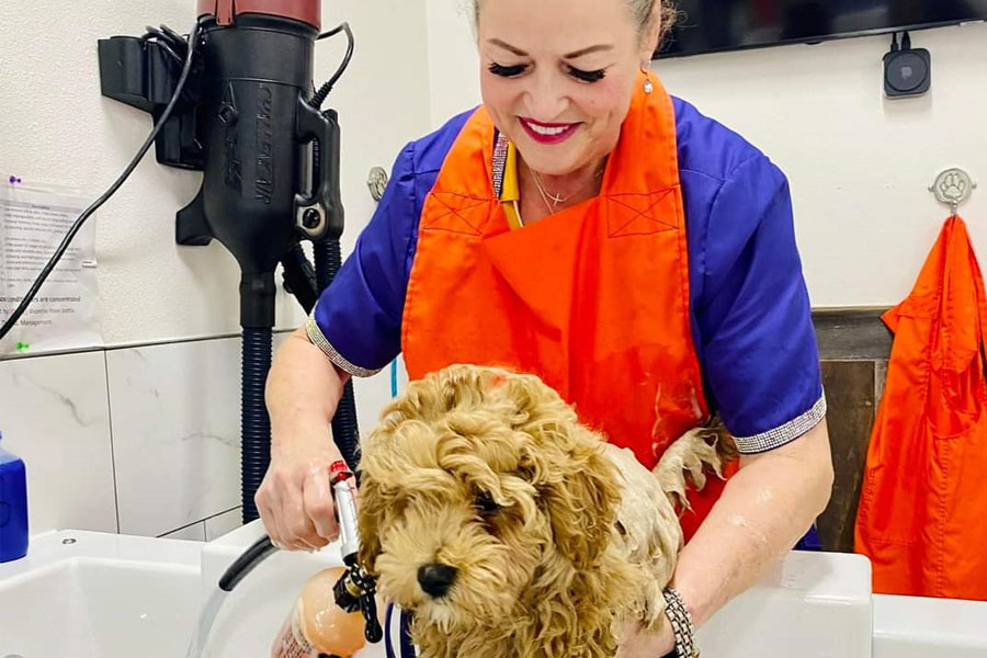 Smiling woman washing curly-haired dog