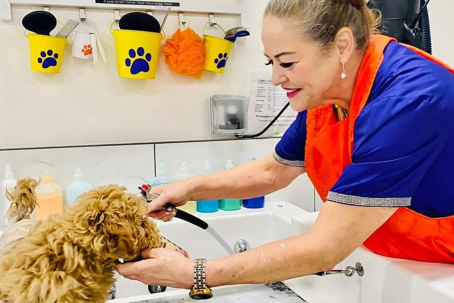 Smiling woman washing curly-haired dog