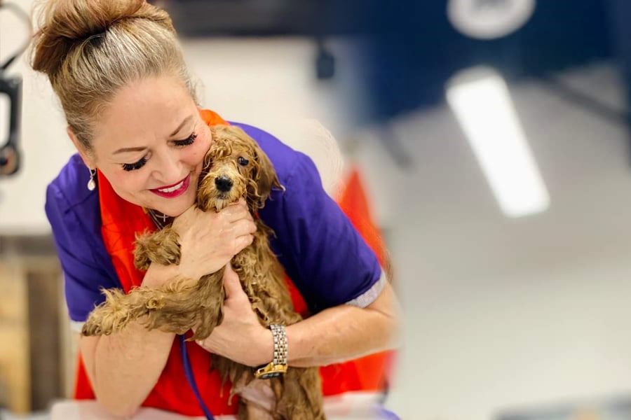 Smiling woman washing curly-haired dog