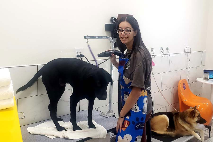 Woman grooming black lab