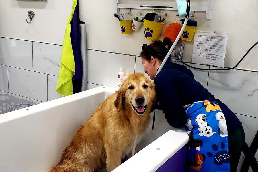 Woman washing a golden retriever