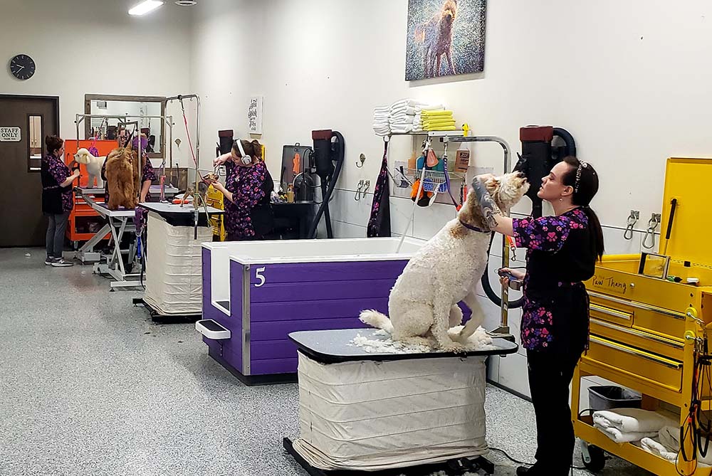all 4 groomers hard at work