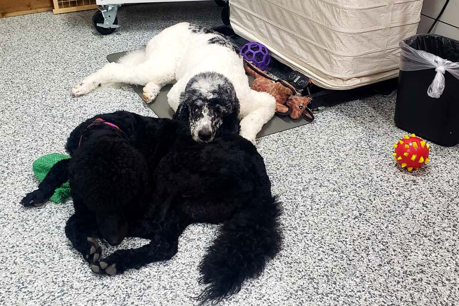 Dogs resting on the floor.