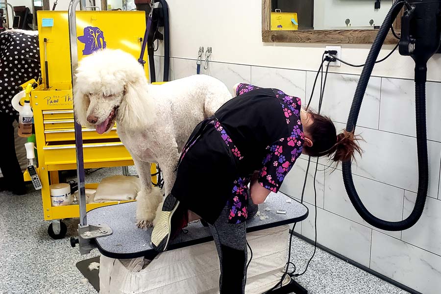 Kristy's sales grooming salon